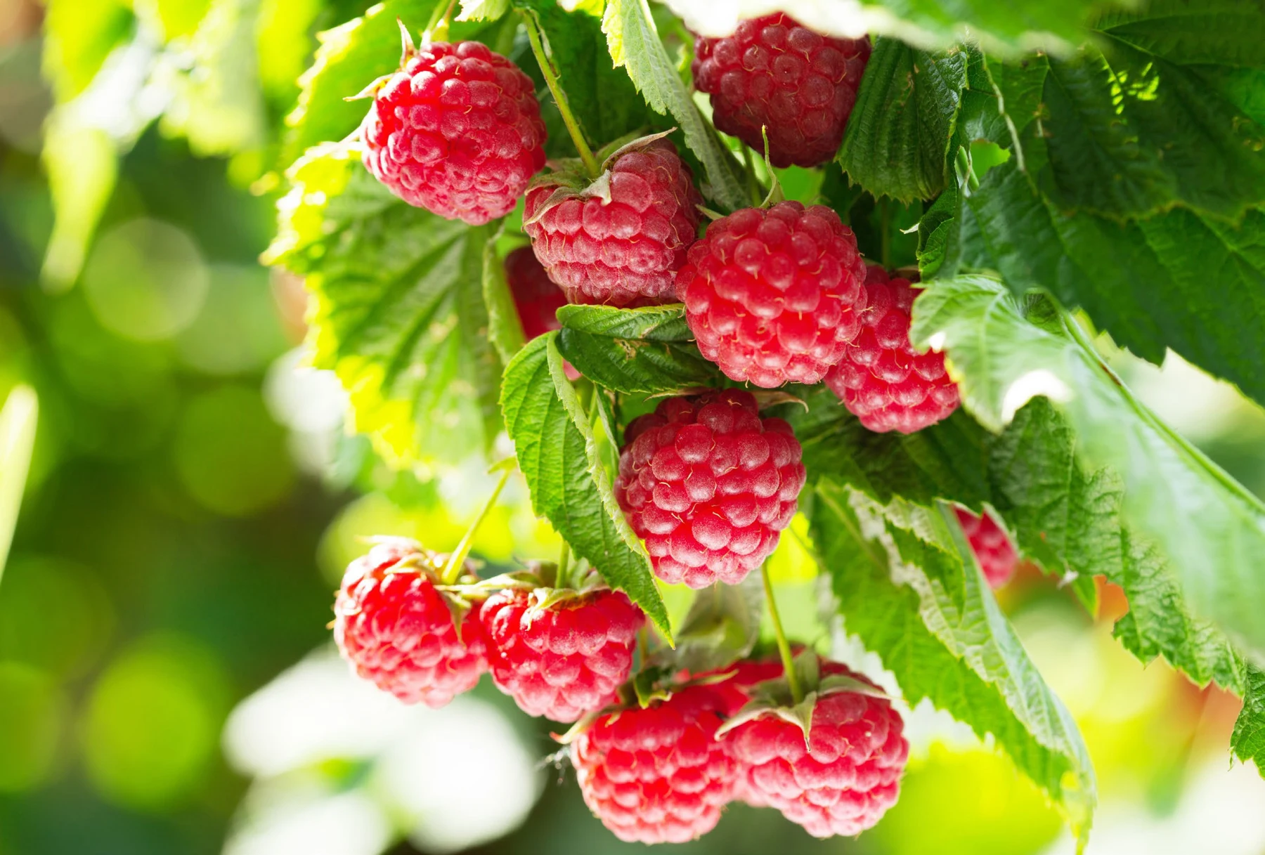 Framboises mûres sur leur plant
